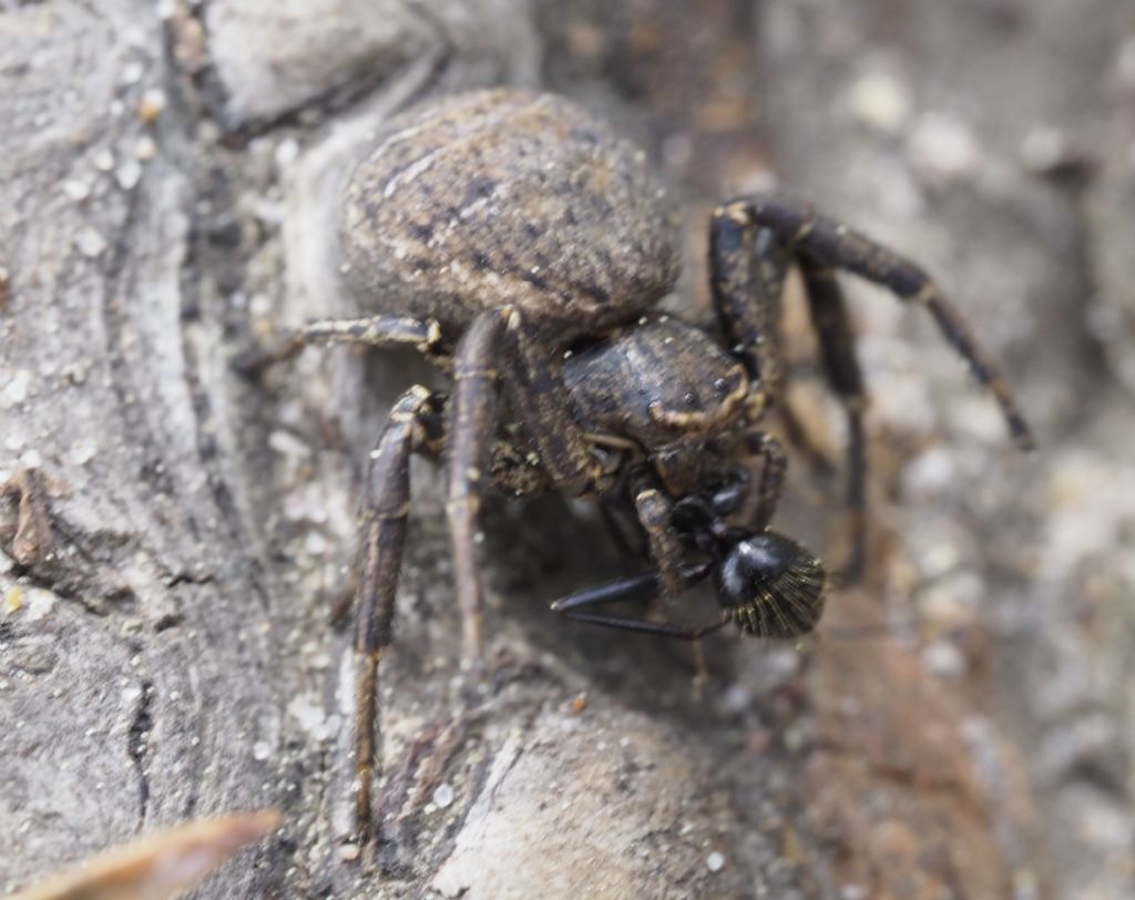 Bassaniodes sp. (Thomisidae)